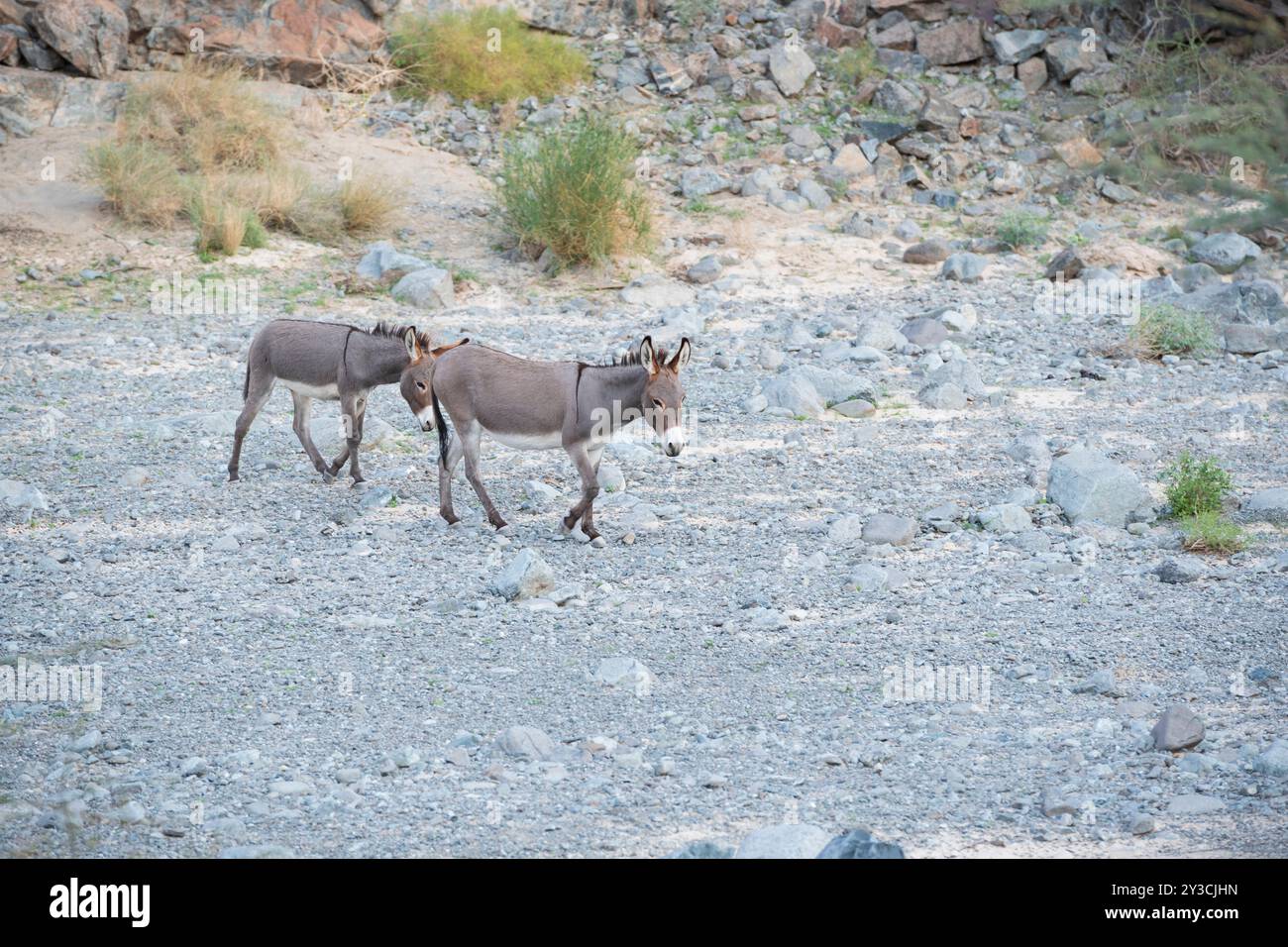 Asini grigi selvatici che vagano lungo un letto di fiume secco in un wadi del Medio Oriente, osservano la fauna selvatica nel loro ambiente naturale Foto Stock