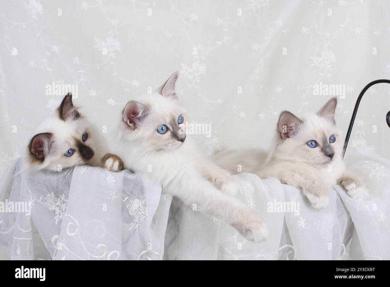 GATTO SACRO DI BIRMA, GATTO DI BIRMAN, CUCCIOLATA, IN CARROZZA PER BAMBOLA Foto Stock