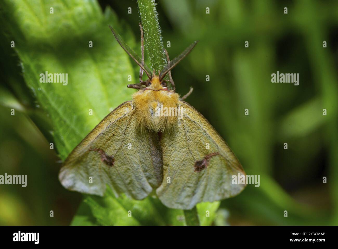 maschio nuvoloso con ali chiuse seduto sul gambo verde da dietro Foto Stock