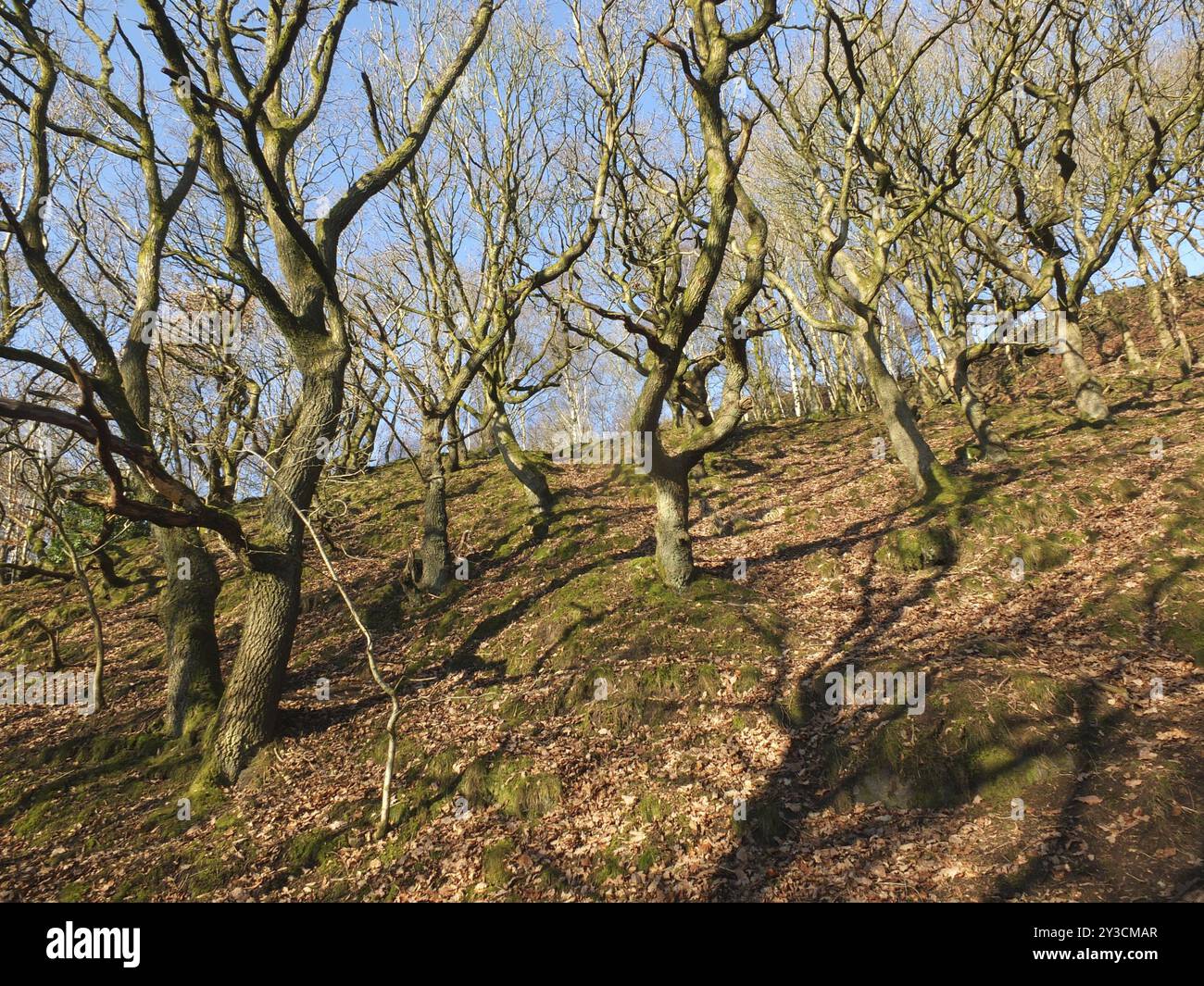 Una foresta invernale luminosa e soleggiata su una collina con alberi e rami intrecciati che gettano ombre sul terreno circondati da rocce coperte di muschio con luce luminosa Foto Stock