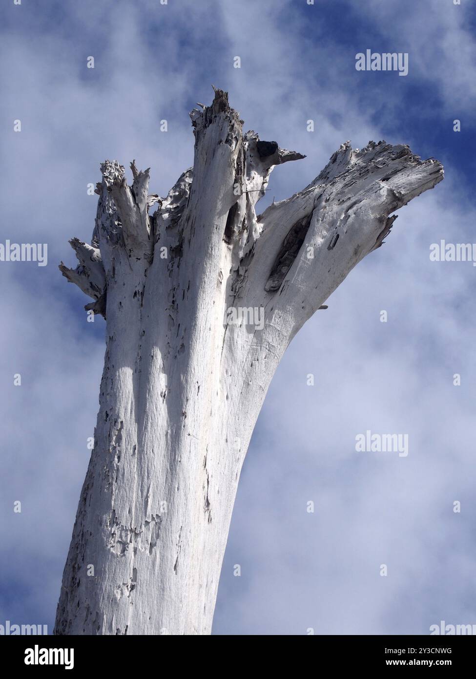 L'albero morto bianco ha rovesciato il tronco dell'albero contro le nuvole e il cielo blu Foto Stock