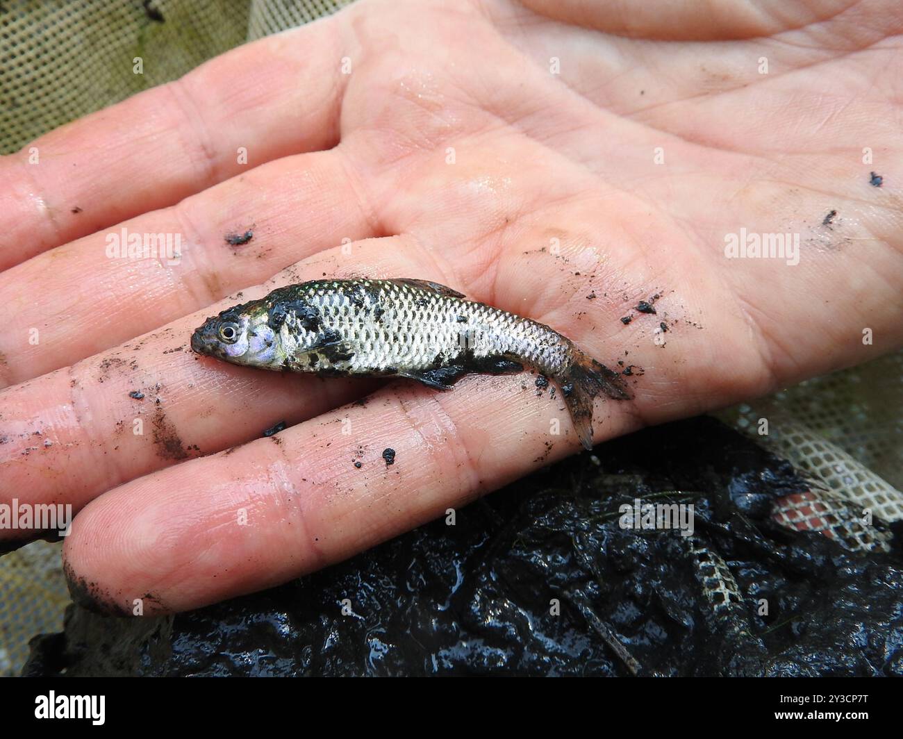 Gudgeon Topmouth (Pseudorasbora parva) Actinopterygii Foto Stock