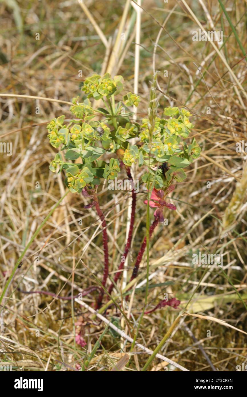 Portland Spurge (Euphorbia portlandica) Plantae Foto Stock