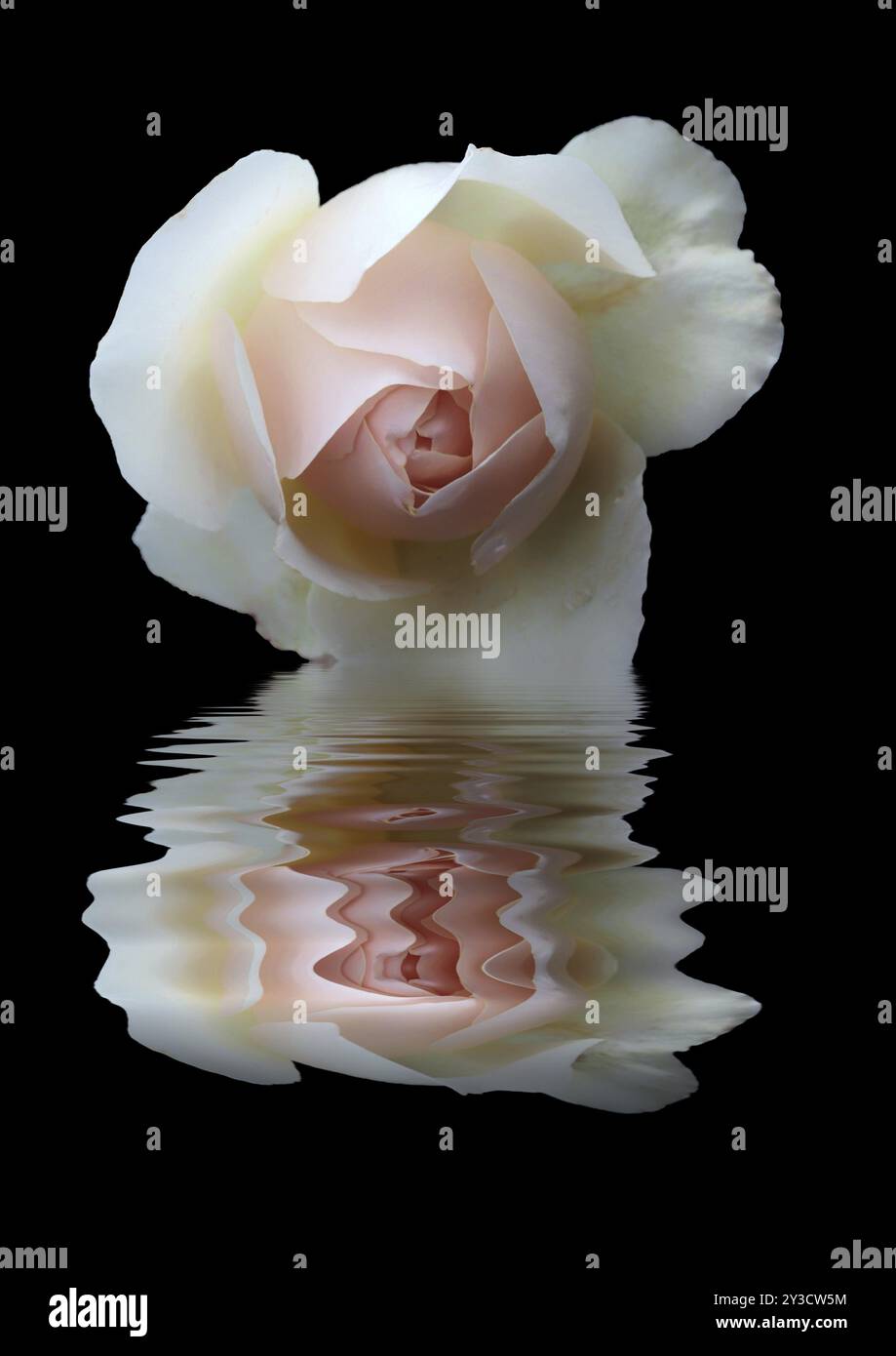 Una bellissima rosa singola riflessa nell'acqua scura su sfondo nero Foto Stock