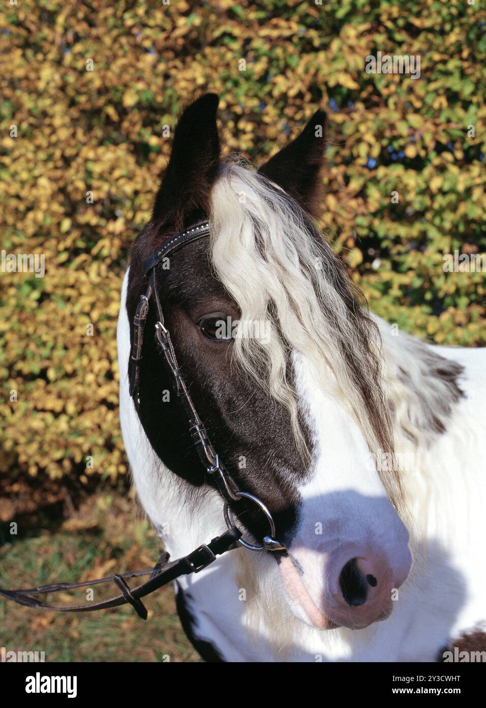 Tinker, gelding, 5 anni Foto Stock