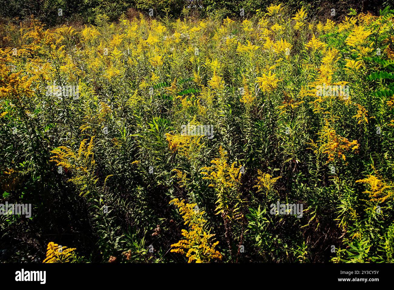 Un campo di verga d'oro a metà settembre Foto Stock