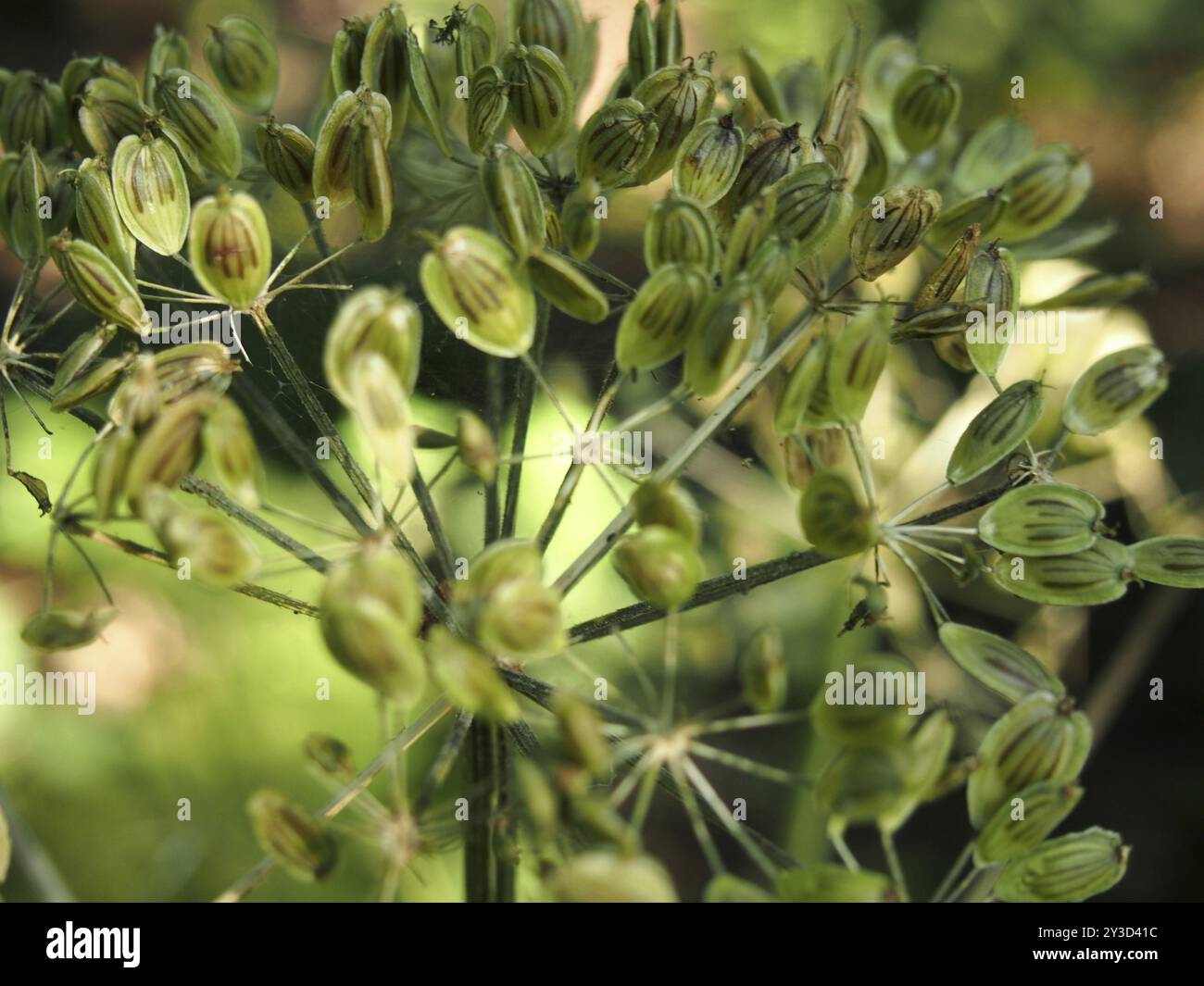 Primo piano di teste di semi di parsnip di vacca selvaggia verde contro uno sfondo naturale sfocato Foto Stock