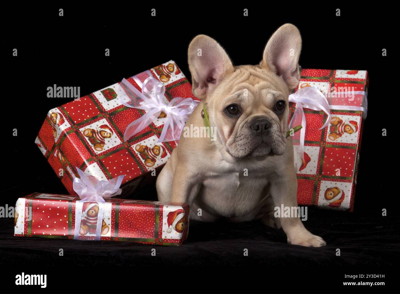 Bulldog francese, Bulldog francese, francese, francese, bullo, Bouledogue Francais Foto Stock