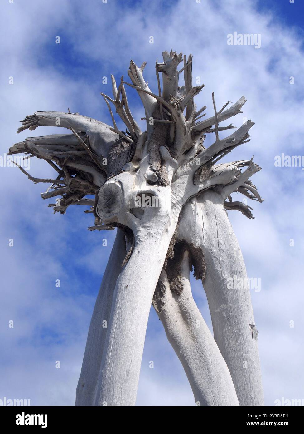 L'albero morto bianco storto rovesciò l'albero contro le nuvole e il cielo blu Foto Stock
