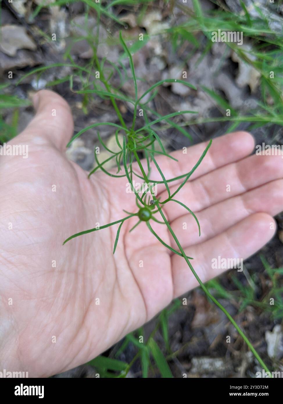 Golden Wave Tickseed (Coreopsis basalis) Plantae Foto Stock