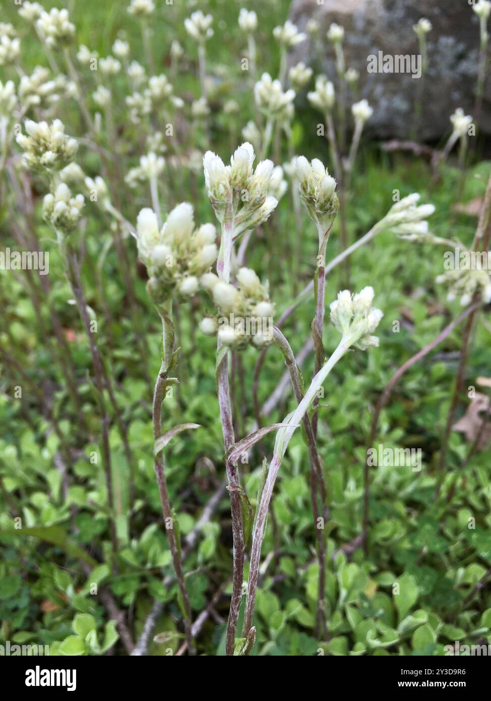 Pussytoes (Antennaria neglecta) Plantae Foto Stock