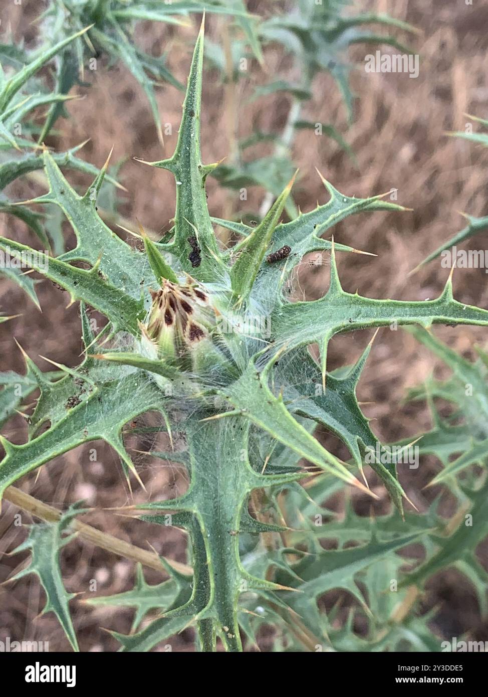 Cardo di distaff lanato (Carthamus lanatus) Plantae Foto Stock