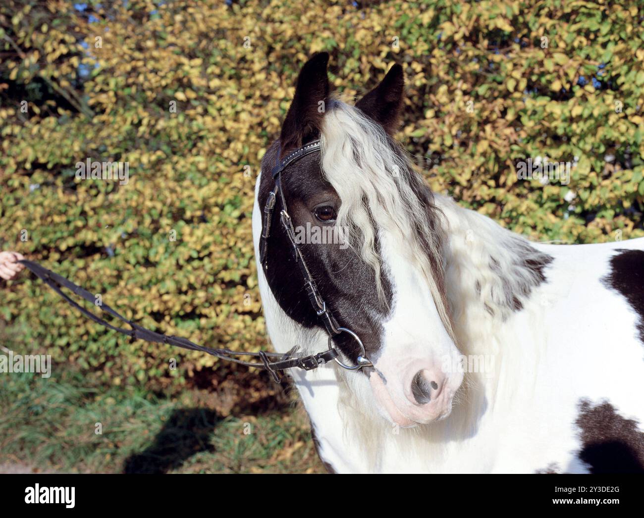 Tinker, gelding, 5 anni Foto Stock