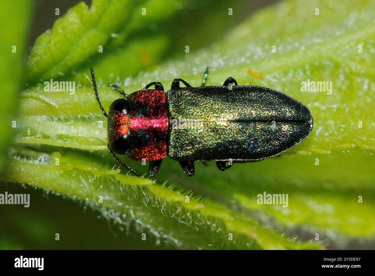 (Anthaxia nitidula signaticollis) Insecta Foto Stock