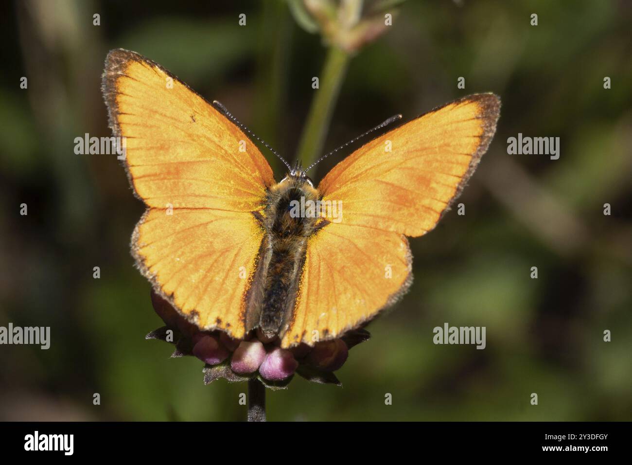 Farfalla maschio in rame scarso con ali aperte seduta su fiori rosa da dietro Foto Stock