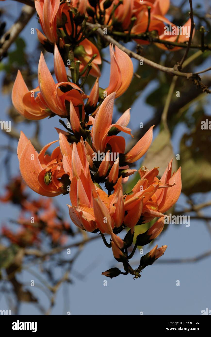 Mucuna benettii, Sukhothai, Thailandia, Asia Foto Stock