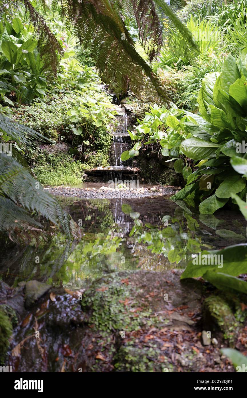 Water Garden, Trebah Garden, Falmouth, Inghilterra, Regno Unito Foto Stock