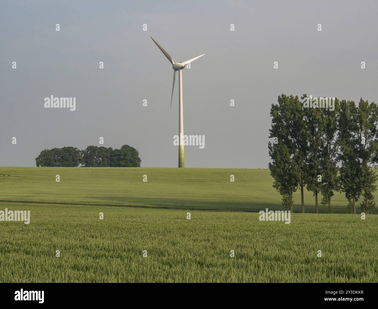 Turbina eolica in mezzo a campi verdi con pochi alberi, borken, muensterland, germania Foto Stock