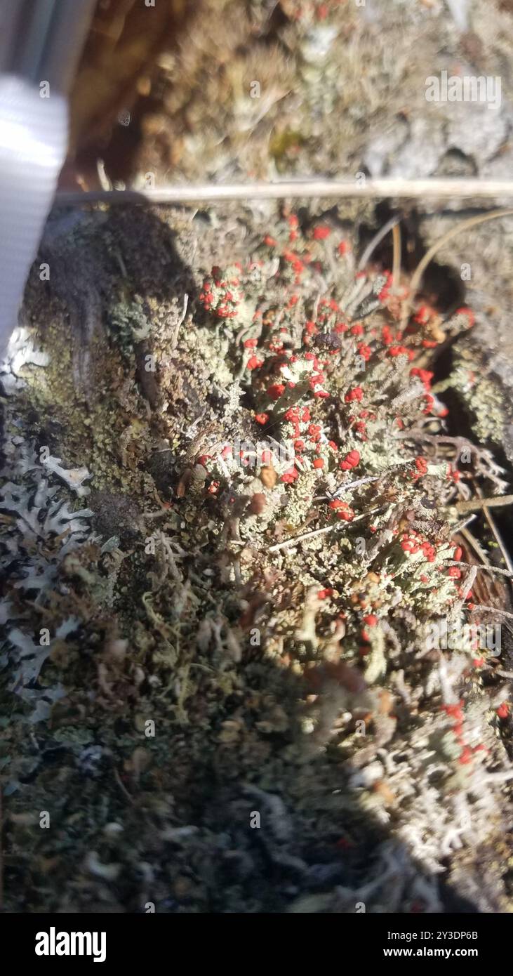 Soldato britannico lichen (Cladonia cristatella) funghi Foto Stock