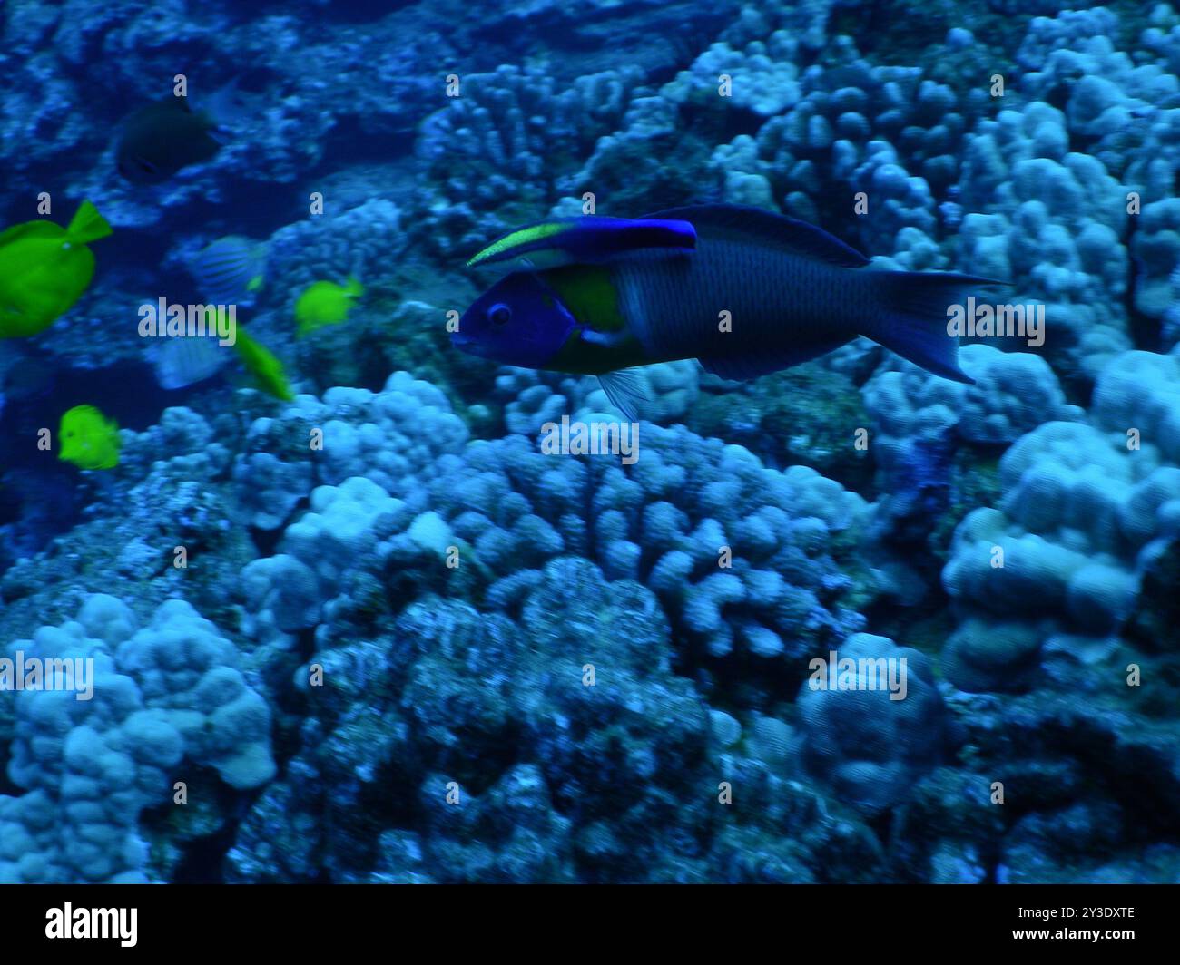 Sella Wrasse (Thalassoma duperrey) Actinopterygii Foto Stock