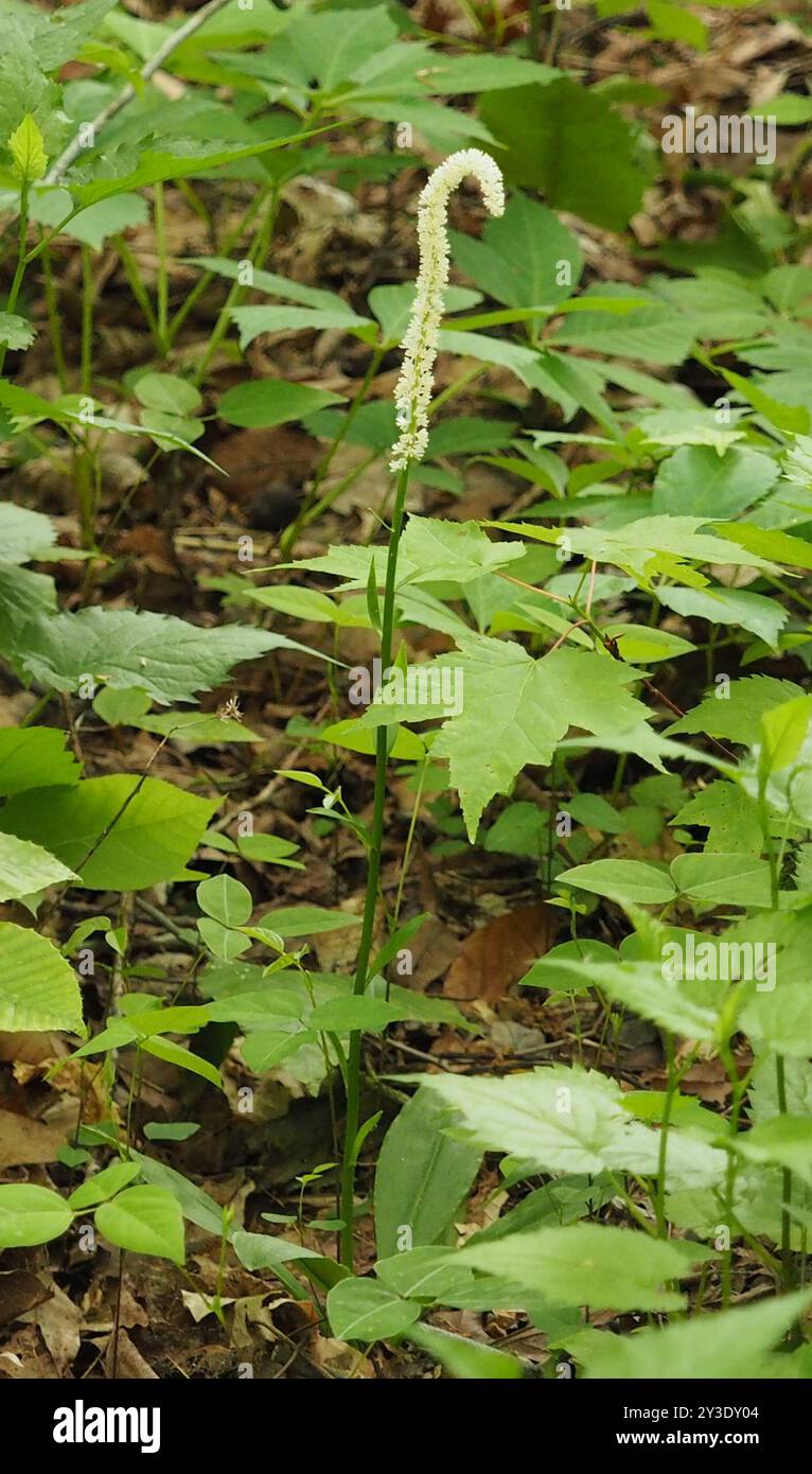 Bit del diavolo (Chamaelirium luteum) Plantae Foto Stock