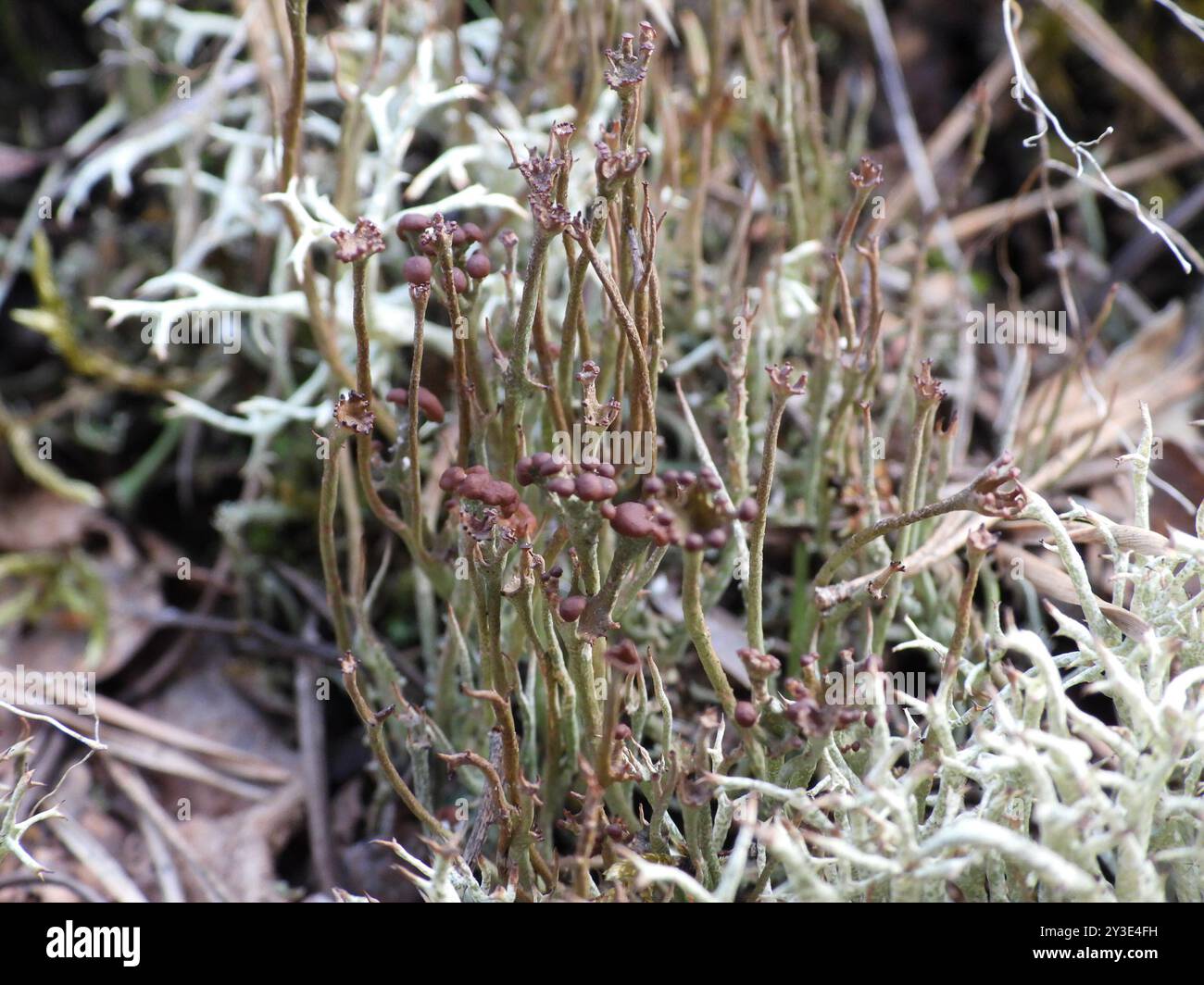 Funghi a corno liscio Lichen (Cladonia gracilis) Foto Stock