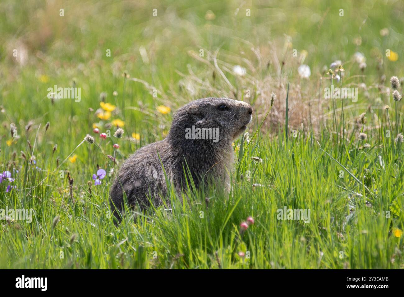 Marmotta alpina in un prato alpino - Marmota marmota Foto Stock