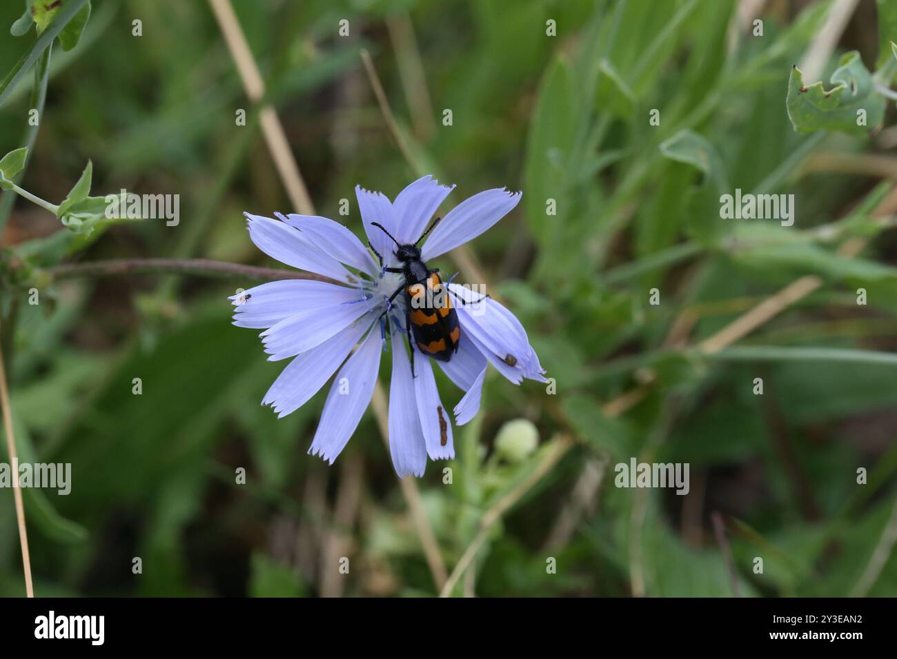 Blister Beetle - Mylabris variabilis Foto Stock