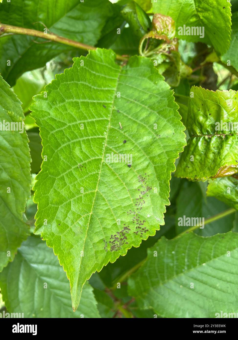 Funghi con foglie di ciliegio (Blumeriella jaapii) Foto Stock