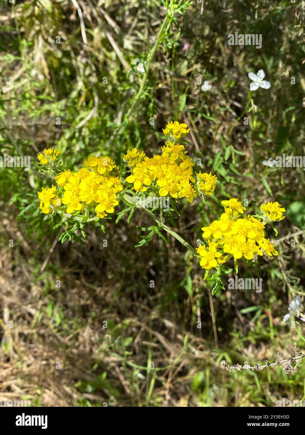 (Eriophyllum confertiflorum confertiflorum) Plantae Foto Stock