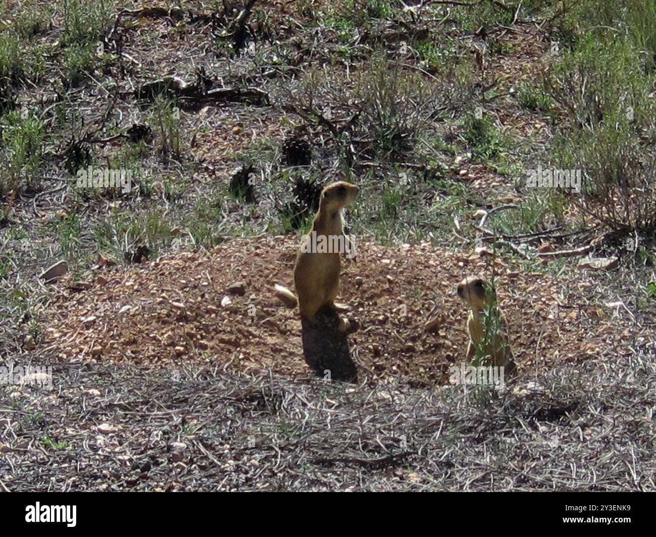 Utah Prairie Dog (Cynomys parvidens) Mammalia Foto Stock