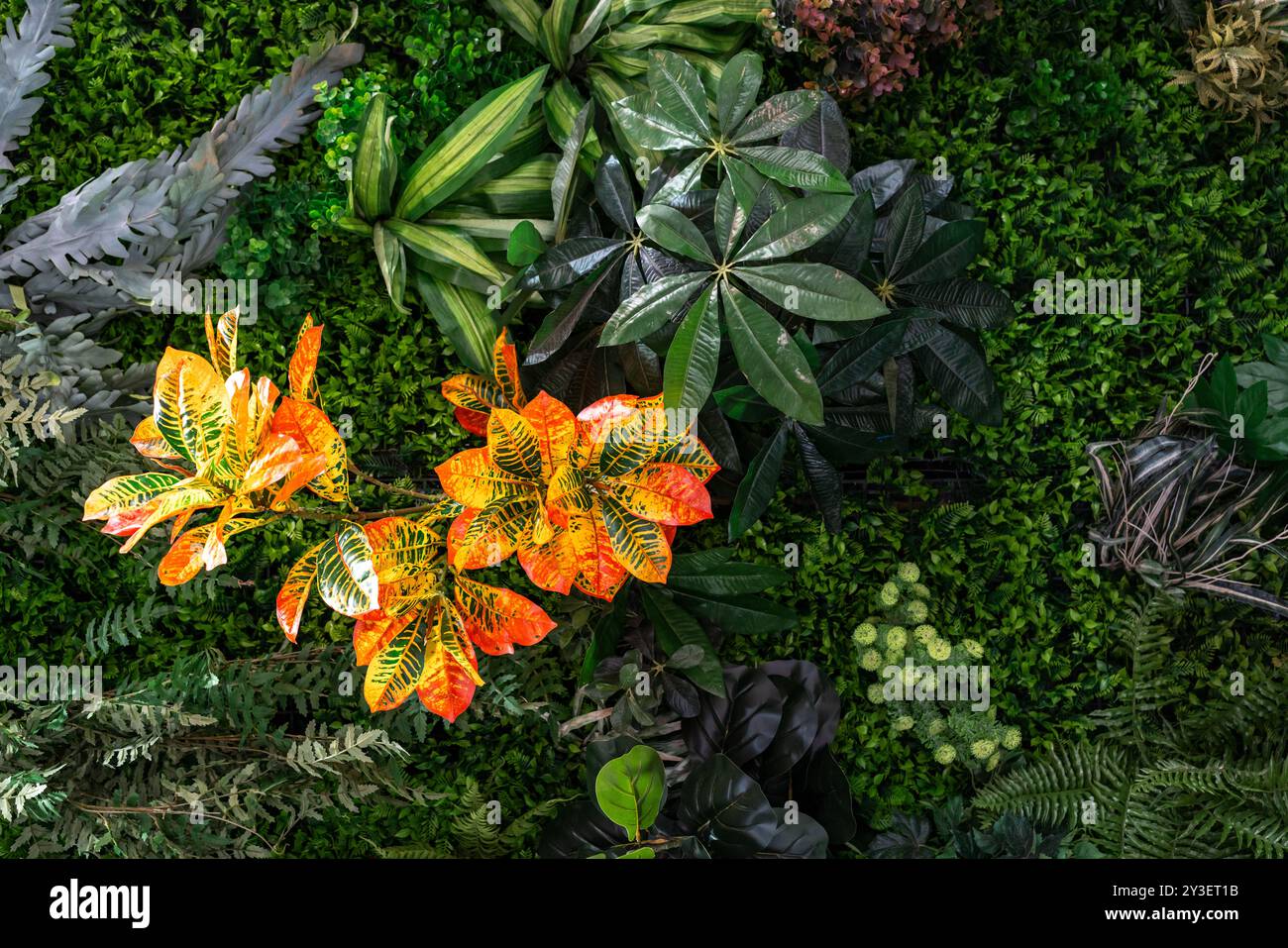 Impianto di Croton da giardino artificiale. Piante e fiori artificiali per la decorazione di interni e la progettazione di paesaggi. Foto Stock