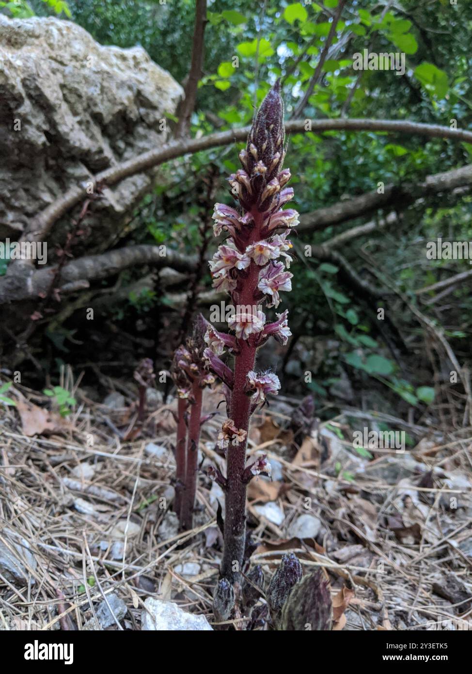 Broomrape d'edera (Orobanche hederae) Plantae Foto Stock