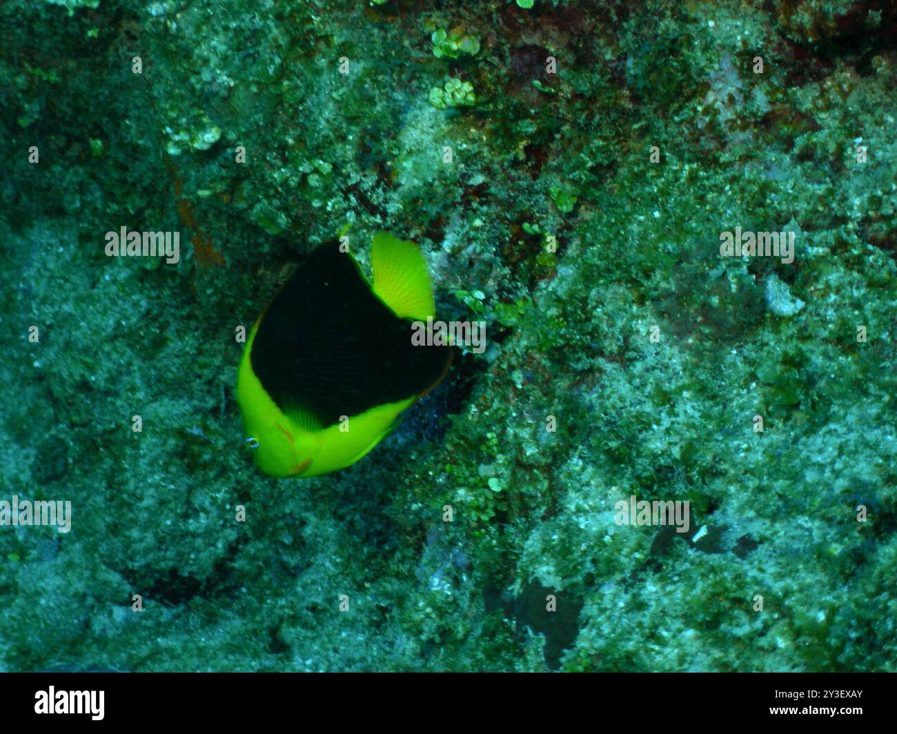 Bellezza rocciosa (Holacanthus tricolor) Actinopterygii Foto Stock