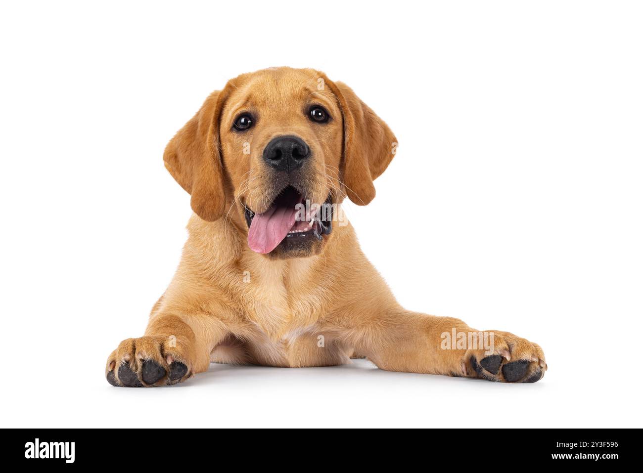 Bel cucciolo di cane Labrador di 3 mesi, che si stende davanti con la lingua fuori. Guardando verso la fotocamera. Isolato su sfondo bianco. Foto Stock
