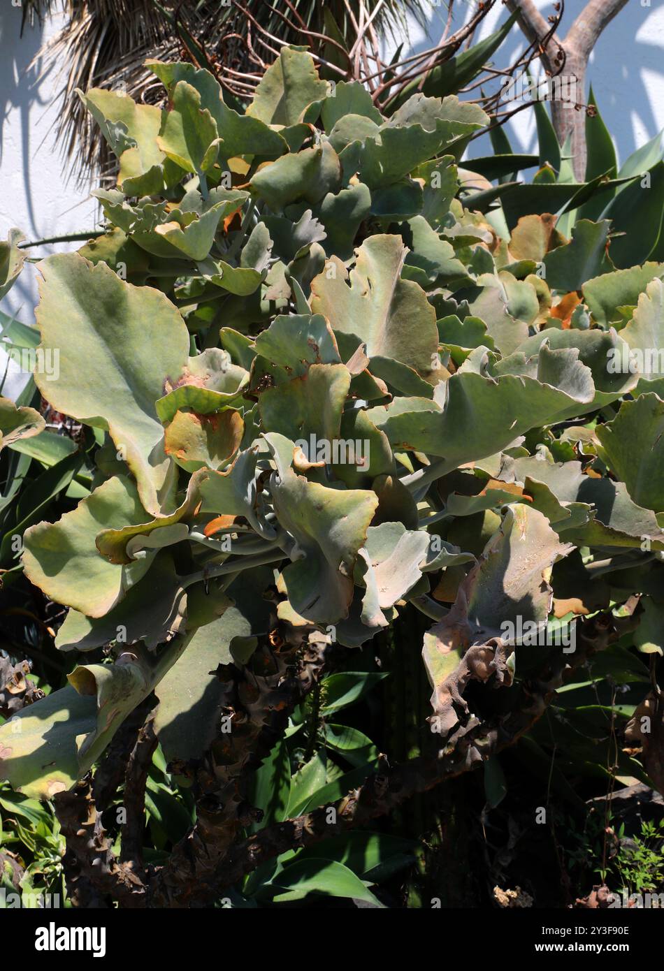 Velvet Elephant Ear, Elephant's Ear Kalanchoe, Feltbush, Kalanchoe beharensis, Crassulaceae. Madagascar, Africa. Foto Stock