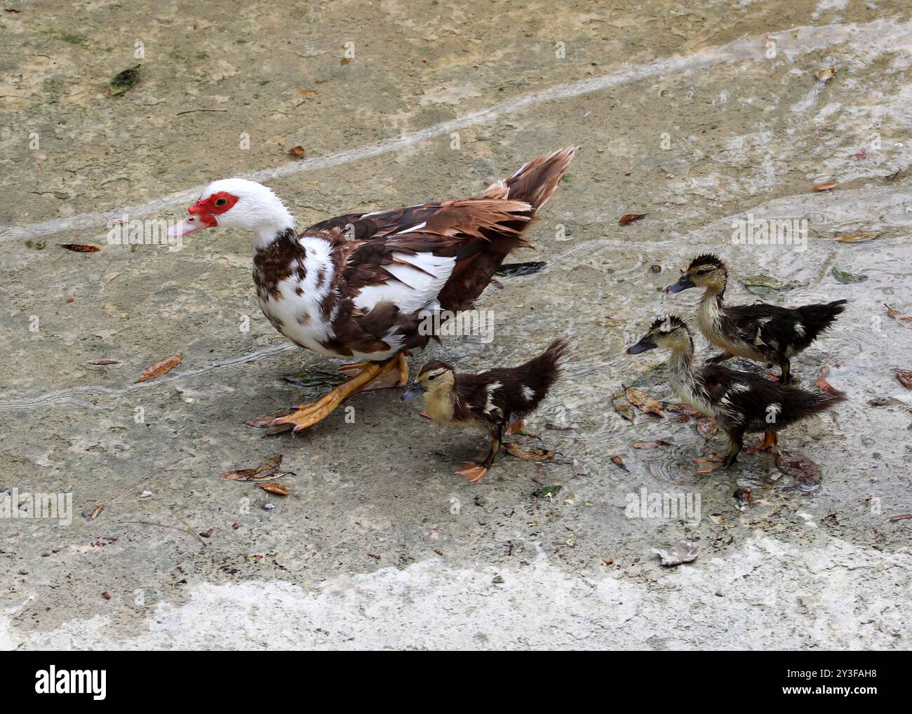 Femmina Muscovy Duck, Cairina moschata, Anatidae, con tre pulcini. Giardini nazionali di Atene, Grecia. Foto Stock