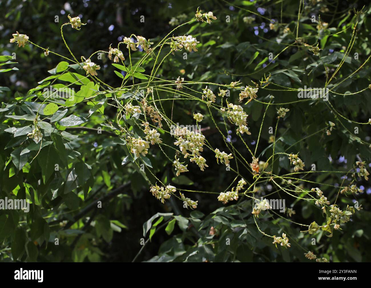 Japanese Pagoda Tree, Chinese Scholar Tree o Pagoda Tree, Styphnolobium japonicum, SYN. Sophora japonica, Fabaceae. Cina. Foto Stock