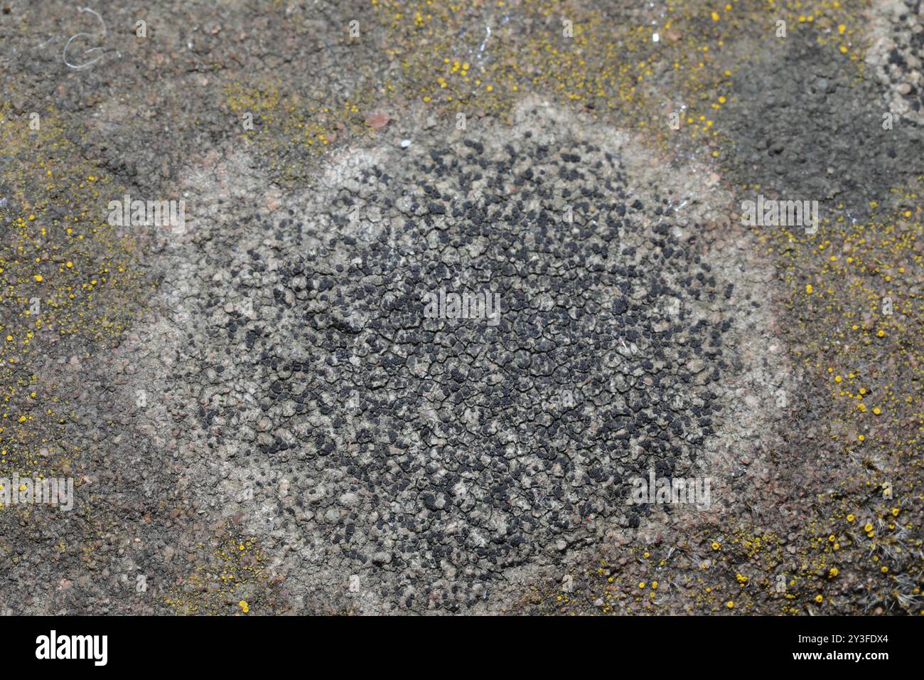 Funghi Rock Disk Lichen (Lecidella stigmatea) Foto Stock