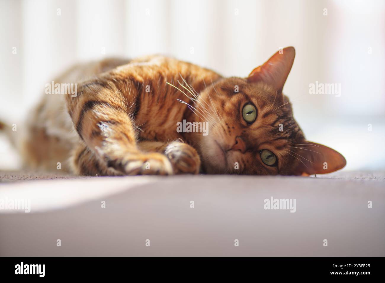 Simpatico gatto pigro del bengala esposto al sole su pavimento bianco, interno bianco, ritratto ravvicinato. Foto Stock