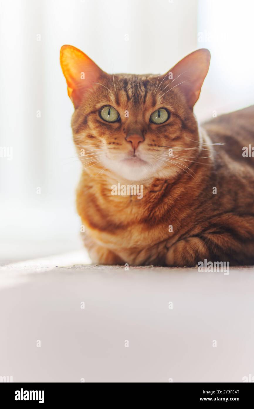 Gatto del Bengala che guarda la macchina fotografica. Ritratto di primo piano, sfondo bianco. Foto Stock