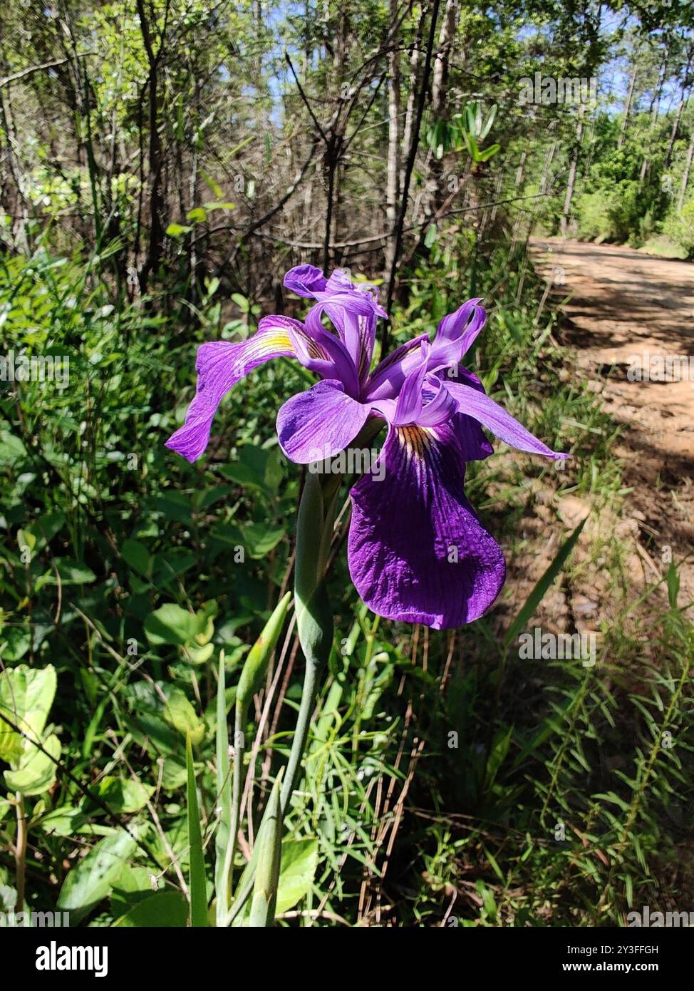 Bandiera blu meridionale (Iris virginica) Plantae Foto Stock