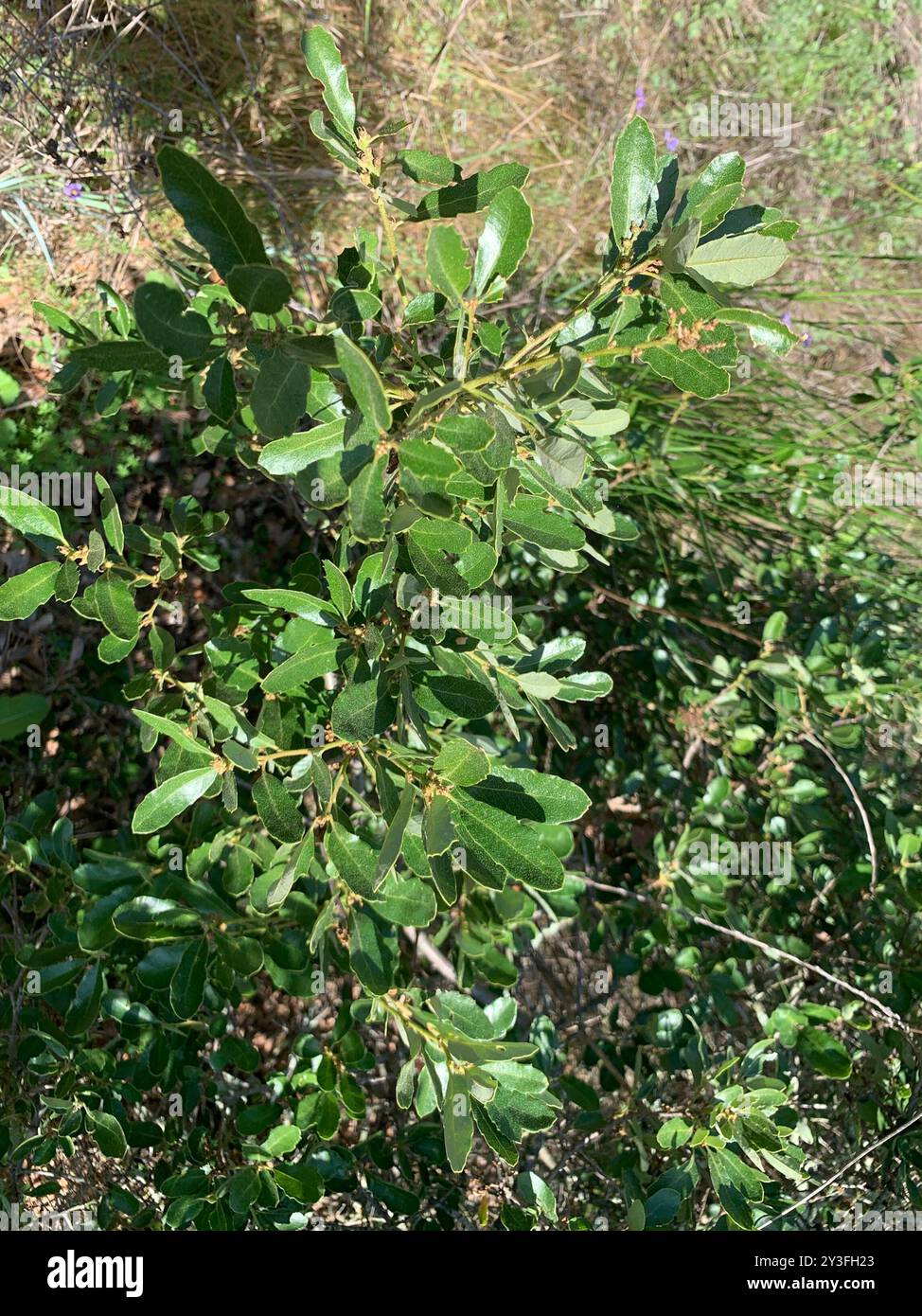 Quercia della California (Quercus berberidifolia) Plantae Foto Stock