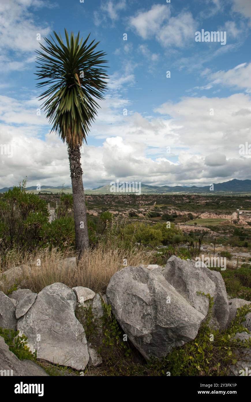 Un albero di yucca in una giornata nuvolosa e montagne sul retro come un paesaggio. Foto Stock