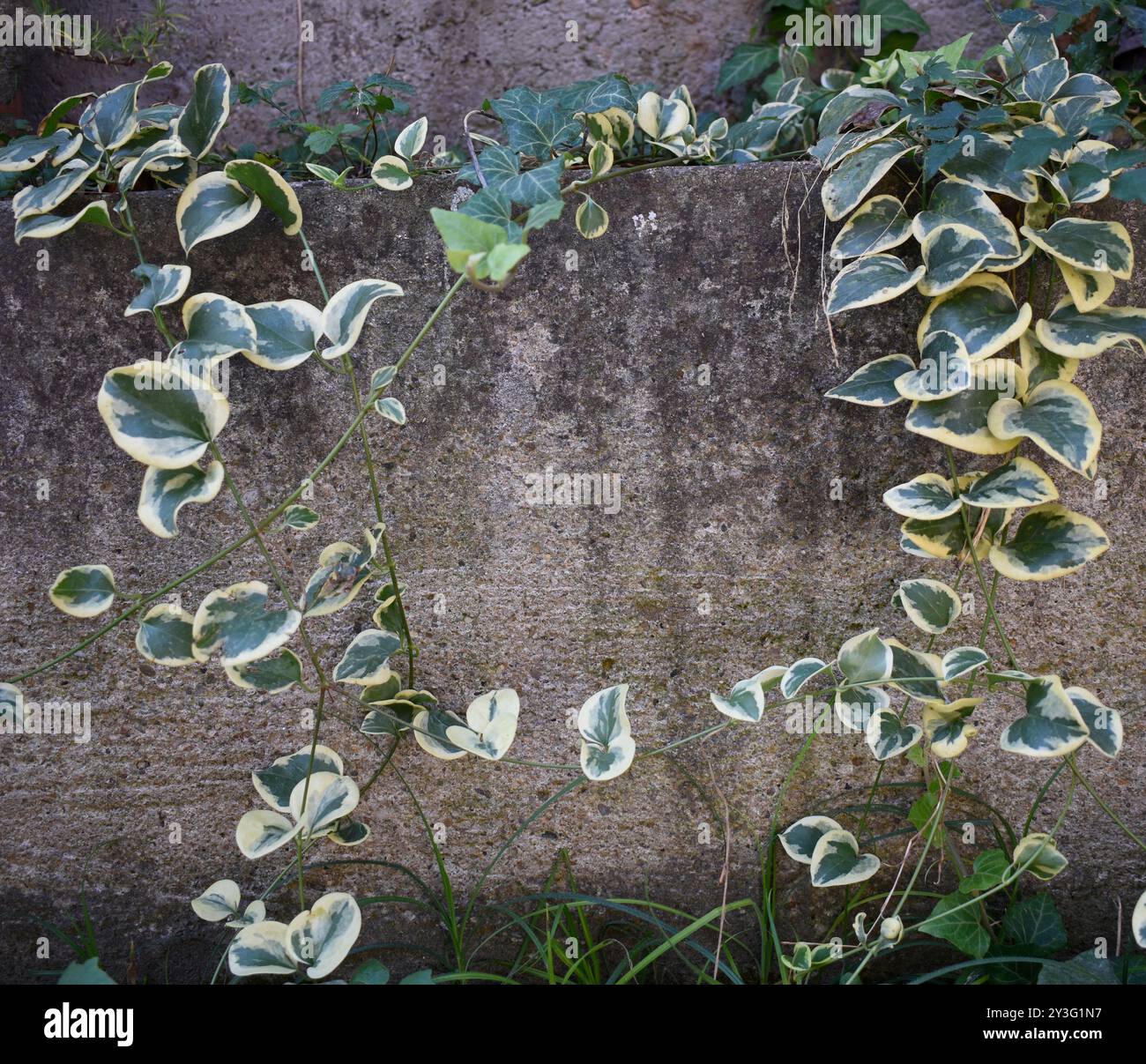 Una parte di un muro di pietra con piante Emerald Gaiety. Foto Stock