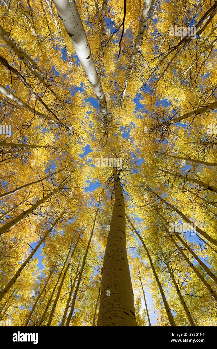 Guardando in alto gli alberi di pioppo autunnali e il cielo blu nella contea di Gunnison, Colorado Foto Stock