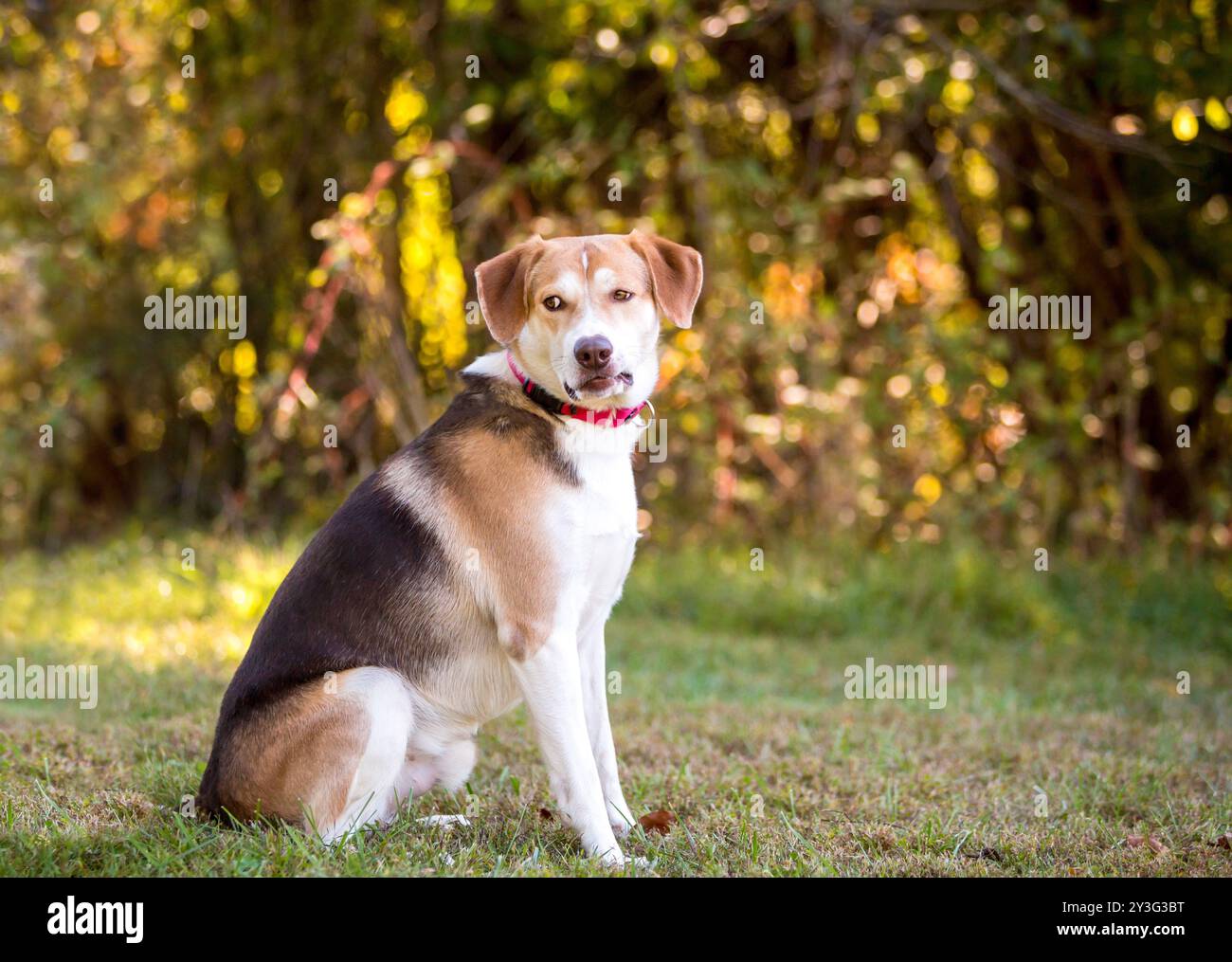 Un cane tricolore di razza mista seduto all'aperto e guardato da un lato con un'espressione divertente Foto Stock