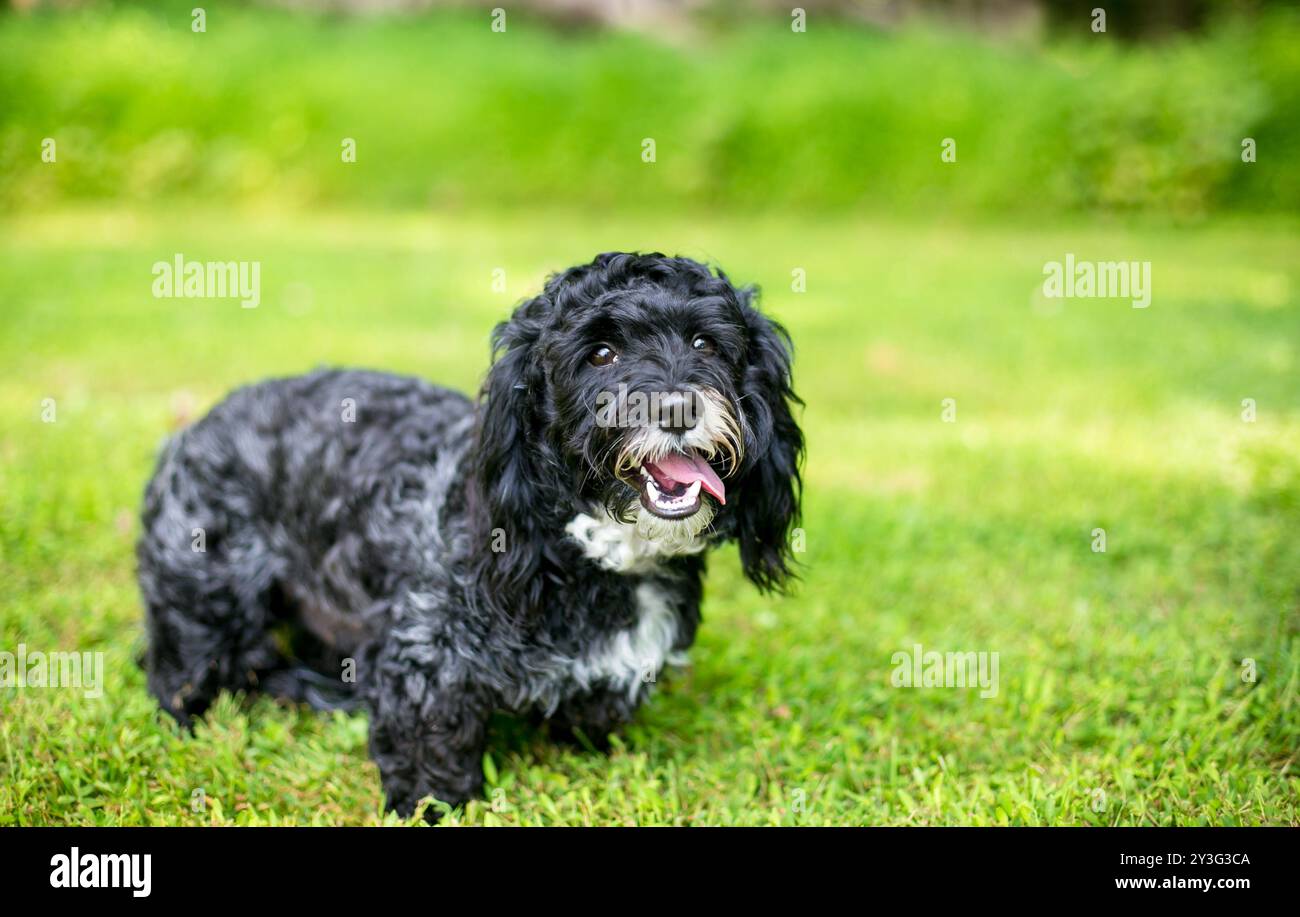 Un cane di razza mista Cavalier King Charles Spaniel x Yorkshire Terrier bianco e nero Foto Stock