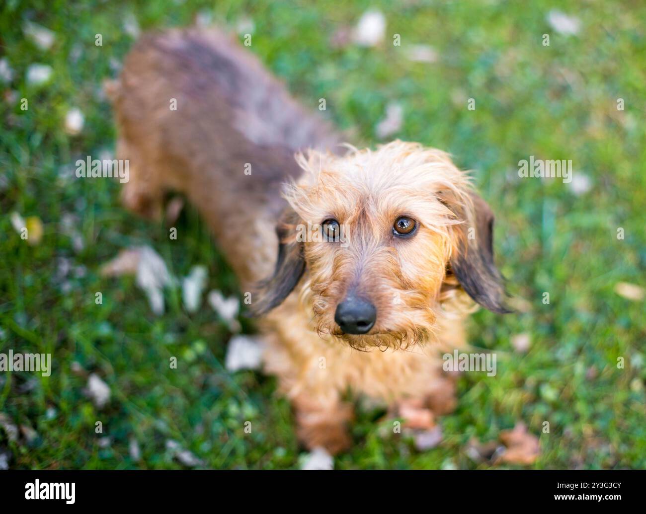 Un cane Dachshund in miniatura con i capelli che guarda verso la fotocamera Foto Stock