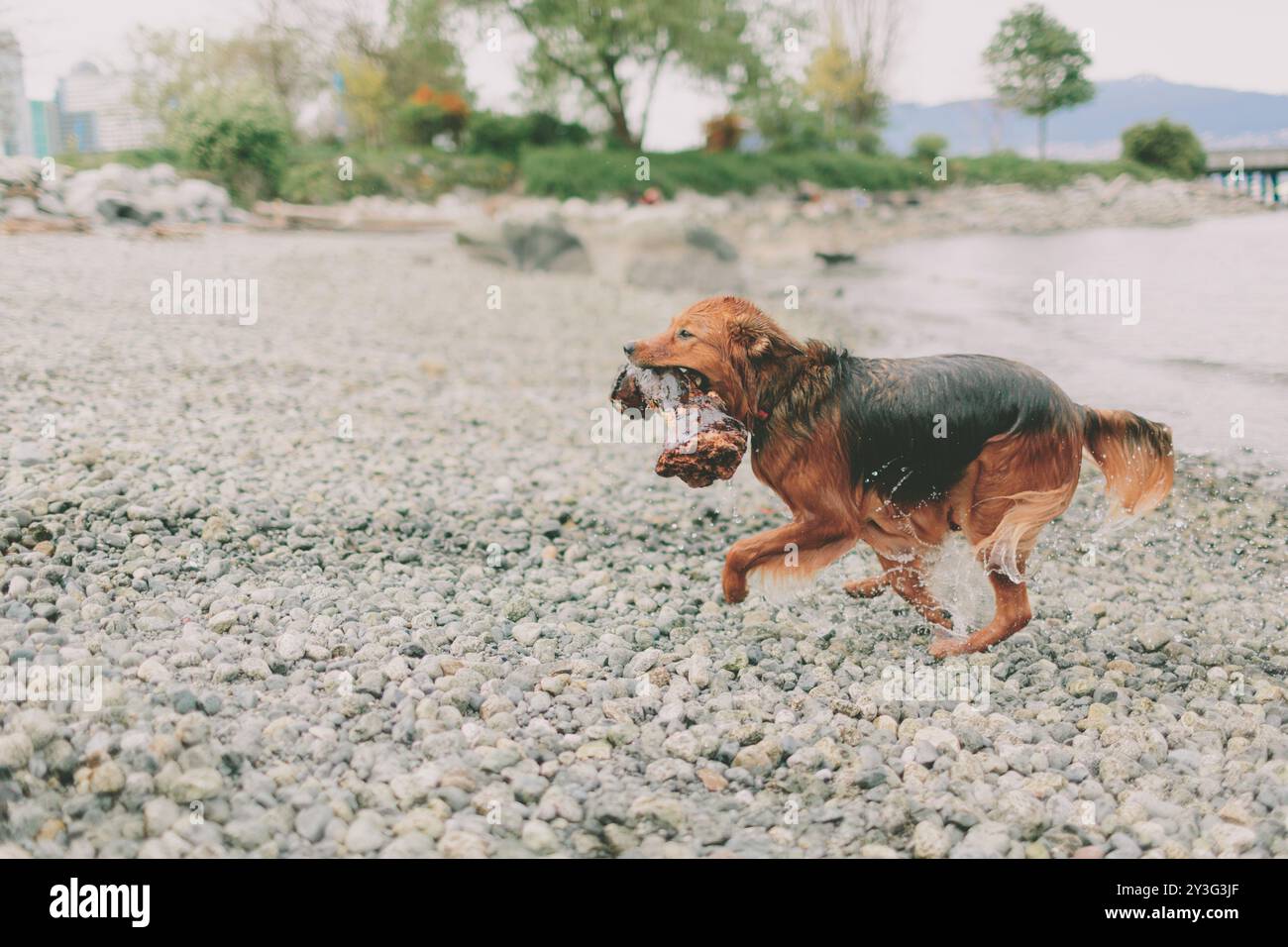 Un cane che corre sulla spiaggia con un bastone in bocca Foto Stock